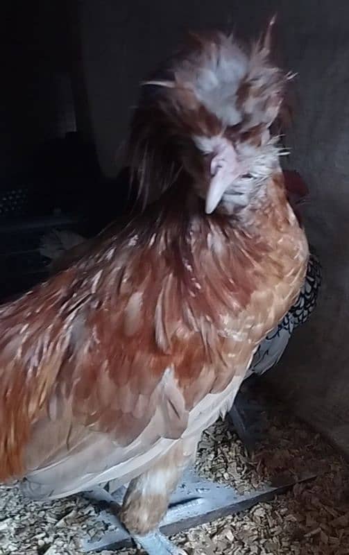 Fancy & Desi Murghay Rooster Pair & Chicks available 11