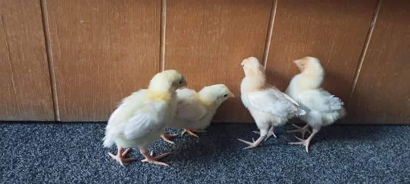 Fancy & Desi Murghay Rooster Pair & Chicks available 13