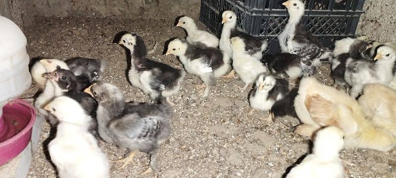 Fancy & Desi Murghay Rooster Pair & Chicks available 14