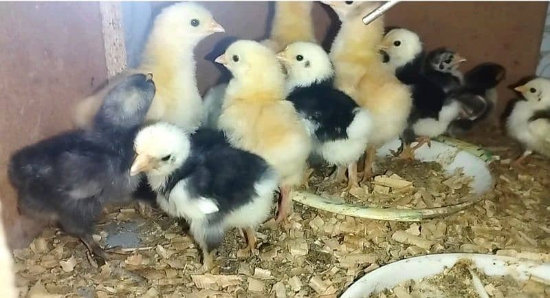 Fancy & Desi Murghay Rooster Pair & Chicks available 15