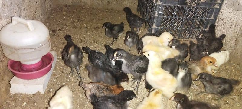 Fancy & Desi Murghay Rooster Pair & Chicks available 17