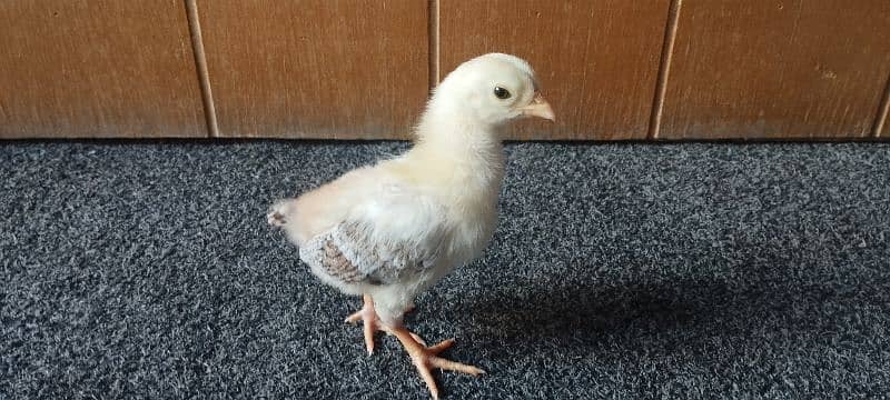 Fancy & Desi Murghay Rooster Pair & Chicks available 19