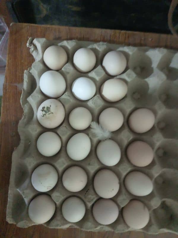 egg day raha ha 2