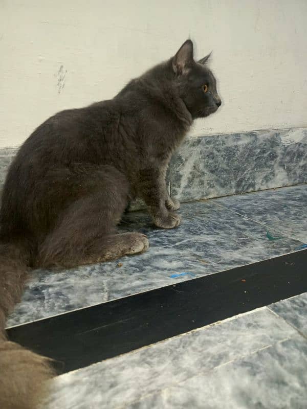 nebelung cat 0