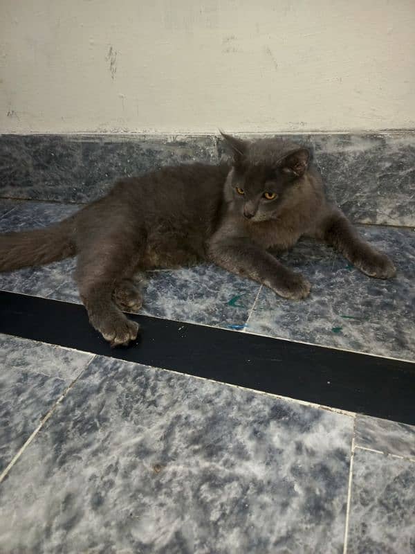 nebelung cat 1