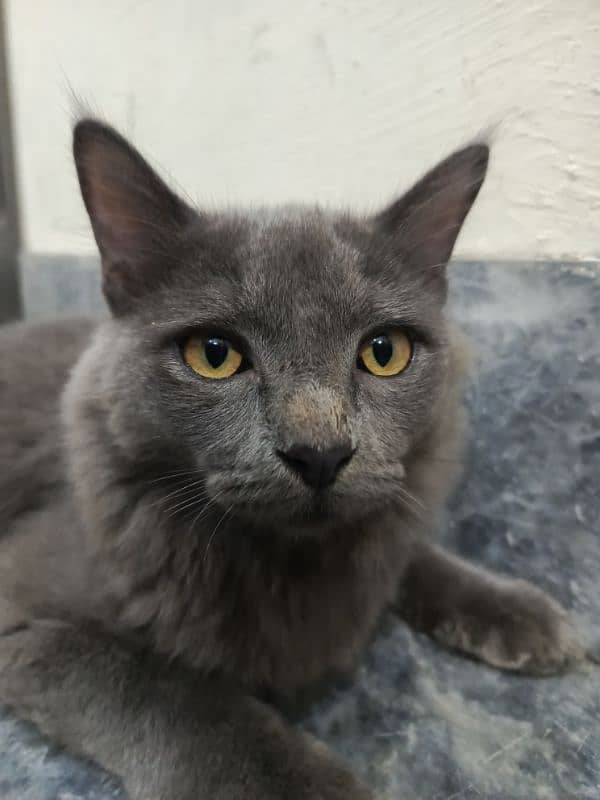 nebelung cat 4