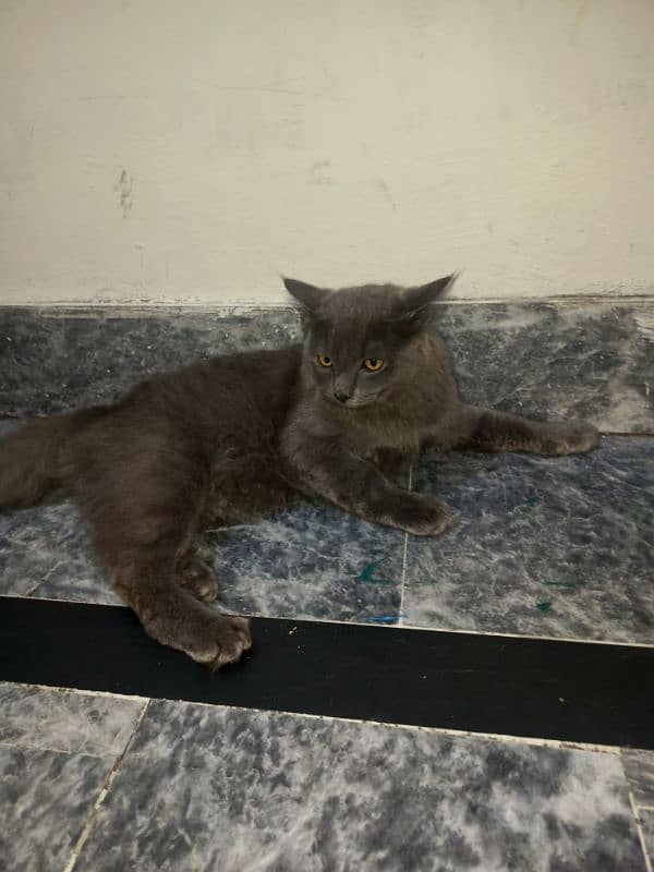 nebelung cat 5