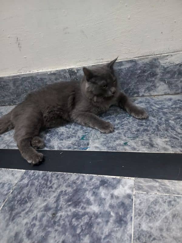 nebelung cat 6