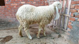 pure Kajli pregnant sheep For sale