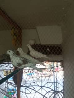 parrots and peigon for sale