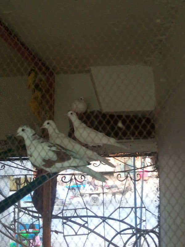 parrots and peigon for sale 0