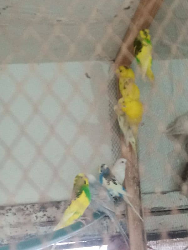 parrots and peigon for sale 1