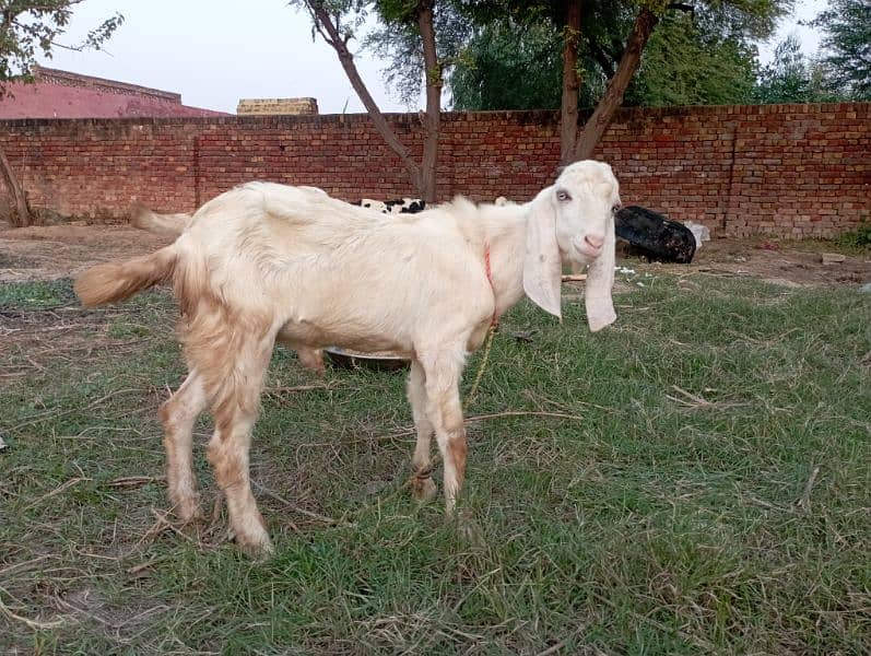 2025 qurbani bakry 6