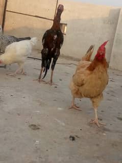 Aseel pair for sale