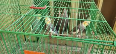 04 Cockatiels for Sale with Cage