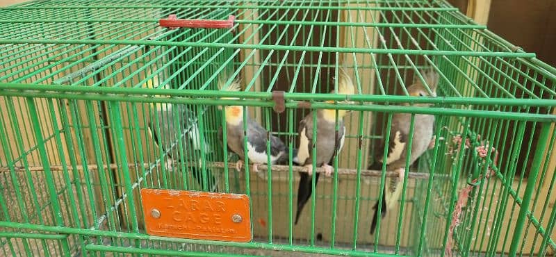 04 Cockatiels for Sale with Cage 1