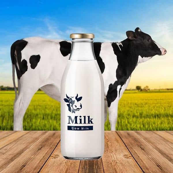 Satluj Dairy Islamabad Pakistan 4