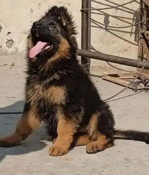 German Shepherd puppies 03258925354 3