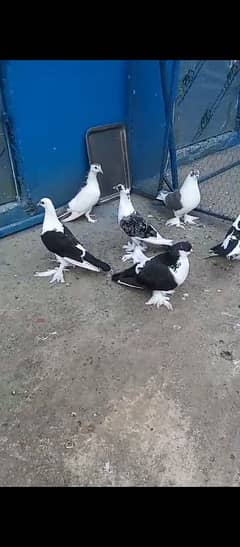 fancy pigeon for sale