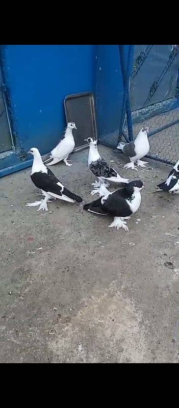 fancy pigeon for sale 0