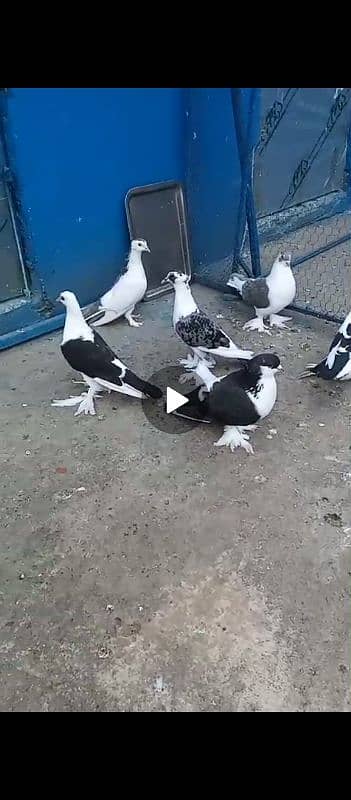 fancy pigeon for sale 1