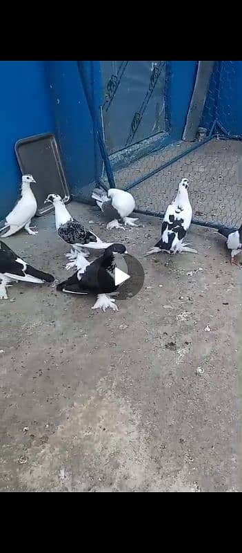 fancy pigeon for sale 2