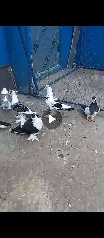 fancy pigeon for sale 3