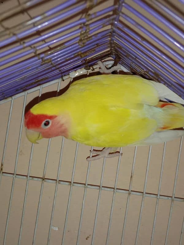 Common Lutino Female (Exchange) 03020708076 1