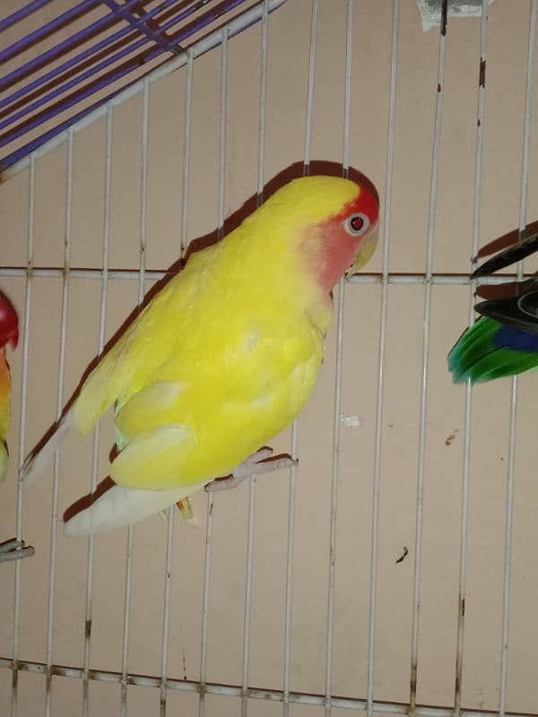 Common Lutino Female (Exchange) 03020708076 2