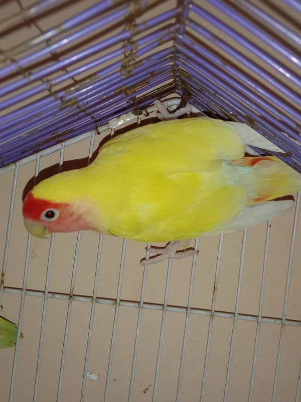 Common Lutino Female (Exchange) 03020708076 3