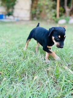 ROTTWEILER FEMALE