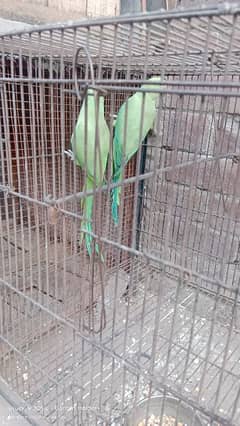 green parrot pair for sale age almost 9 month