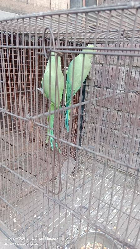 green parrot pair for sale age almost 9 month 0