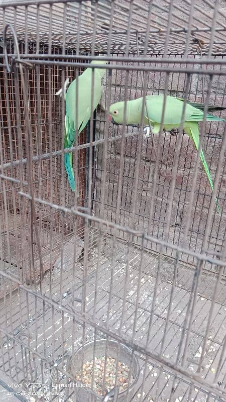 green parrot pair for sale age almost 9 month 1