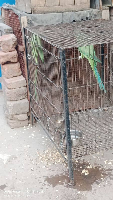 green parrot pair for sale age almost 9 month 2