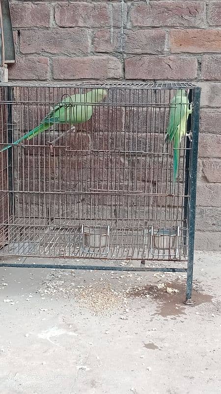 green parrot pair for sale age almost 9 month 3