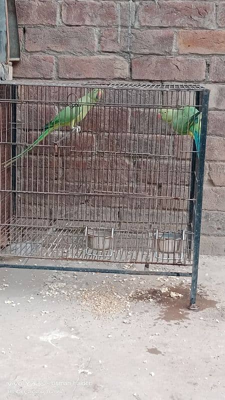 green parrot pair for sale age almost 9 month 4