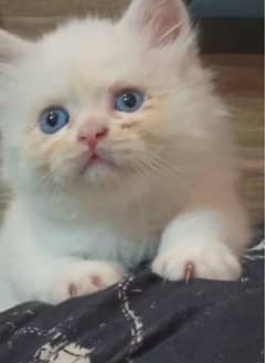 blue eyes semi punch face female kitten