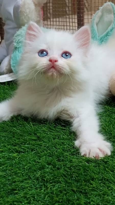 blue eyes semi punch face female kitten 1