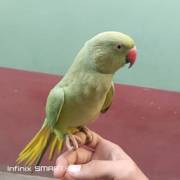 green ring neck parrot for. sale hand tame and speaking 0