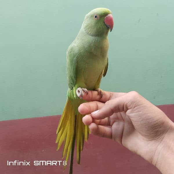 green ring neck parrot for. sale hand tame and speaking 1