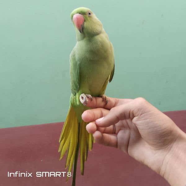 green ring neck parrot for. sale hand tame and speaking 2