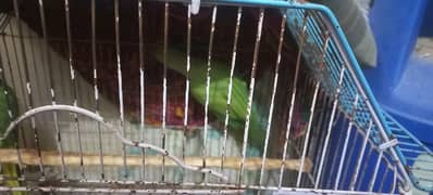 selling green parrot