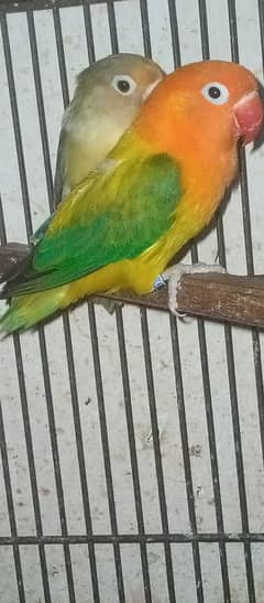 love bird pairs for sale 0