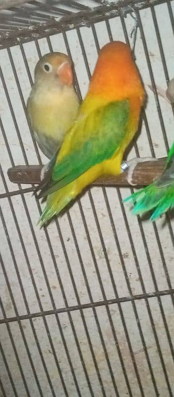 love bird pairs for sale 1