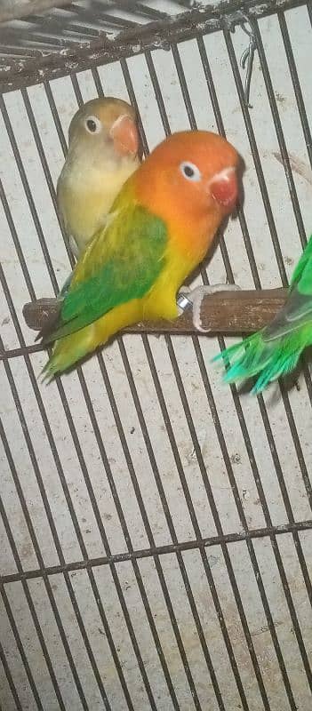 love bird pairs for sale 2