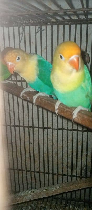 love bird pairs for sale 3