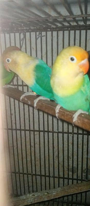 love bird pairs for sale 4