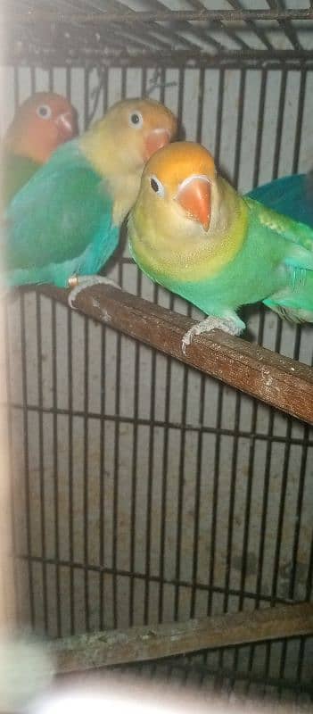 love bird pairs for sale 5