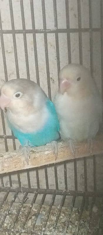 love bird pairs for sale 7